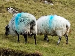 Blue sheep?